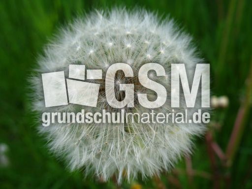 Pusteblume 006.JPG